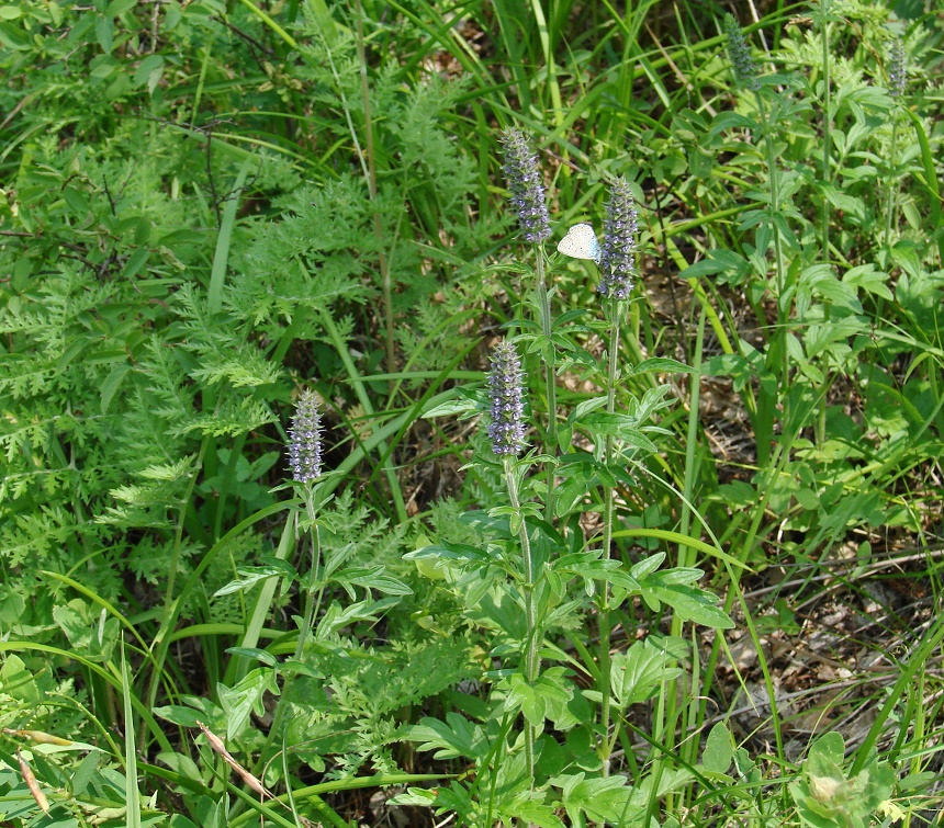 Image of Schizonepeta multifida specimen.