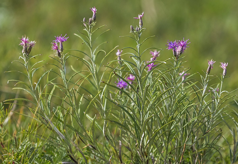 Изображение особи Saussurea salicifolia.