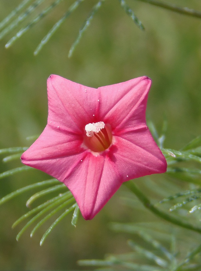 Изображение особи Ipomoea quamoclit.