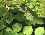 Aralia continentalis. Бутонизирующее соцветие. Приморский край, Уссурийский городской округ, окр. с. Горно-Таёжное, Дендрарий ГТС им. Комарова. 06.07.2016.