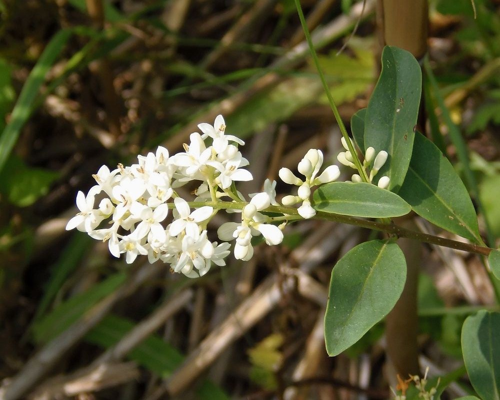 Image of Ligustrum vulgare specimen.