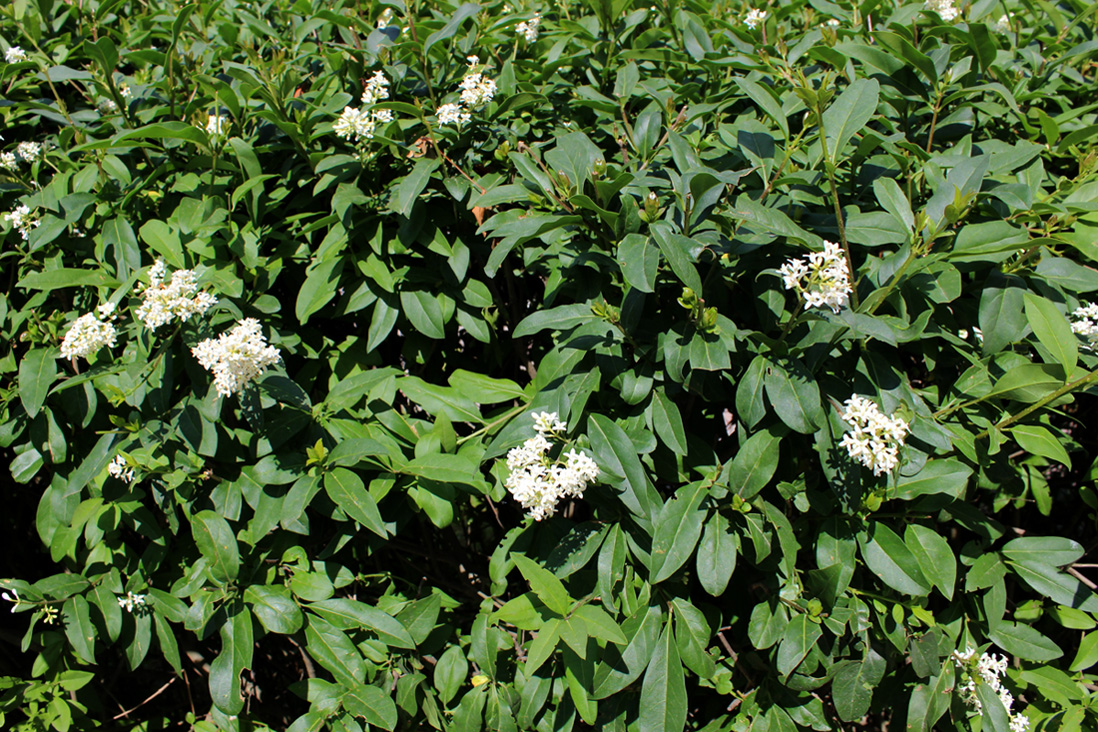 Image of Ligustrum vulgare specimen.