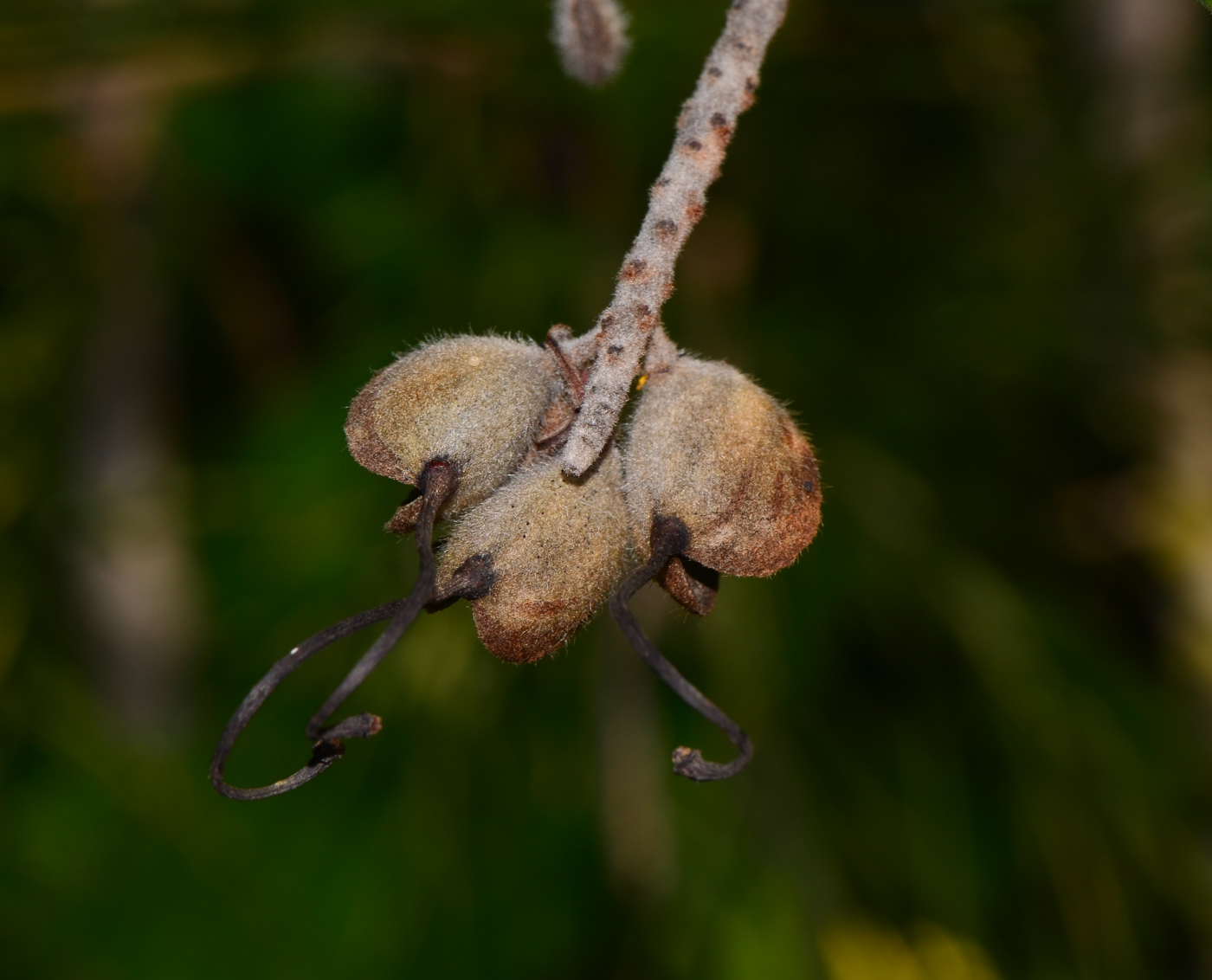 Изображение особи Grevillea hodgei.