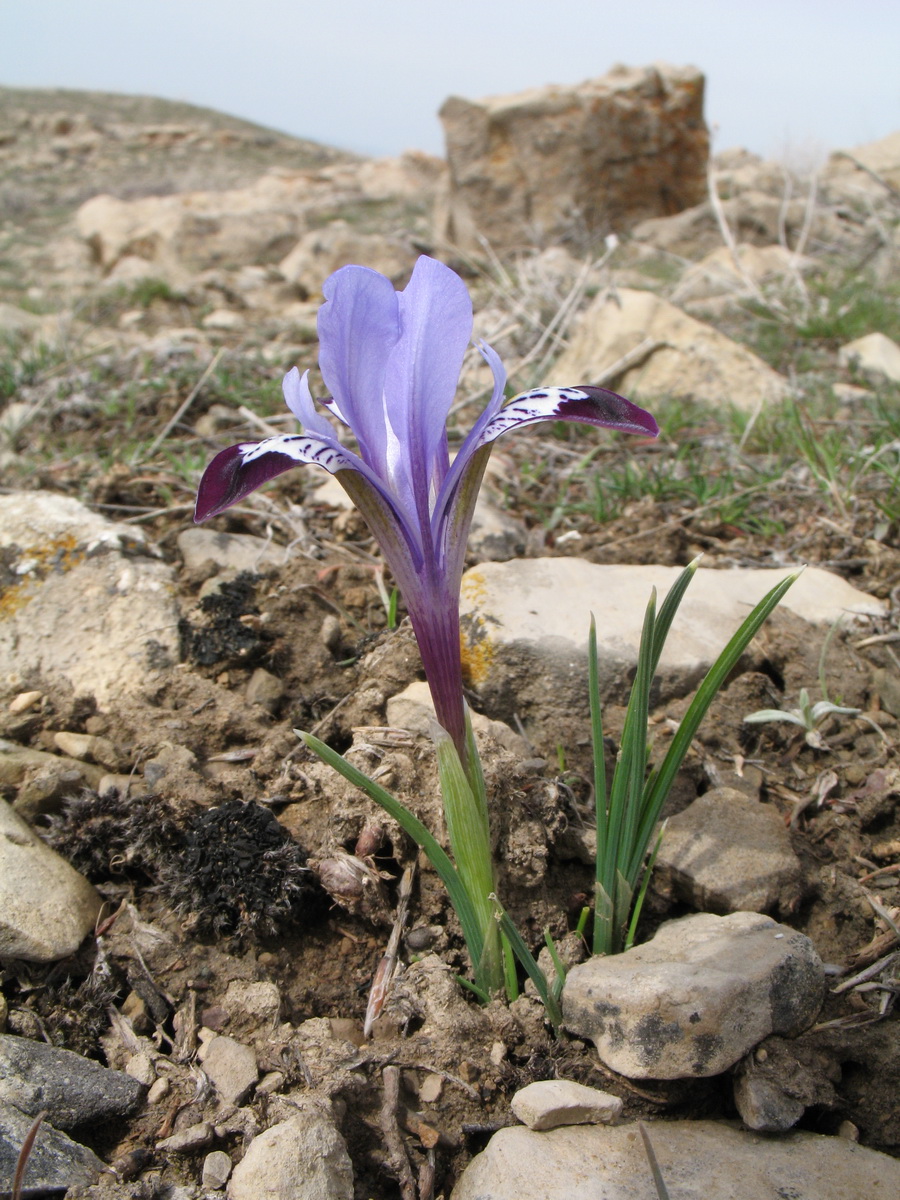 Изображение особи Iridodictyum kolpakowskianum.