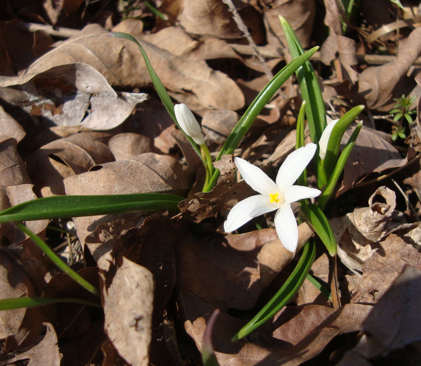 Image of Chionodoxa luciliae f. alba specimen.