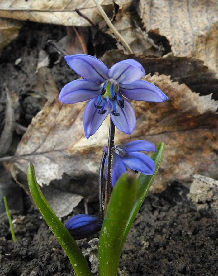 Image of Scilla armena specimen.