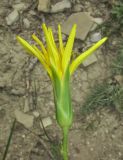 Scorzonera stricta. Соцветие. Краснодарский край, м/о город-курорт Геленджик, окр. пос. Светлый, щель Церковная, можжевелово-дубовое редколесье на юго-восточном склоне к водохранилищу. 6 мая 2017 г.
