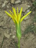 Scorzonera stricta