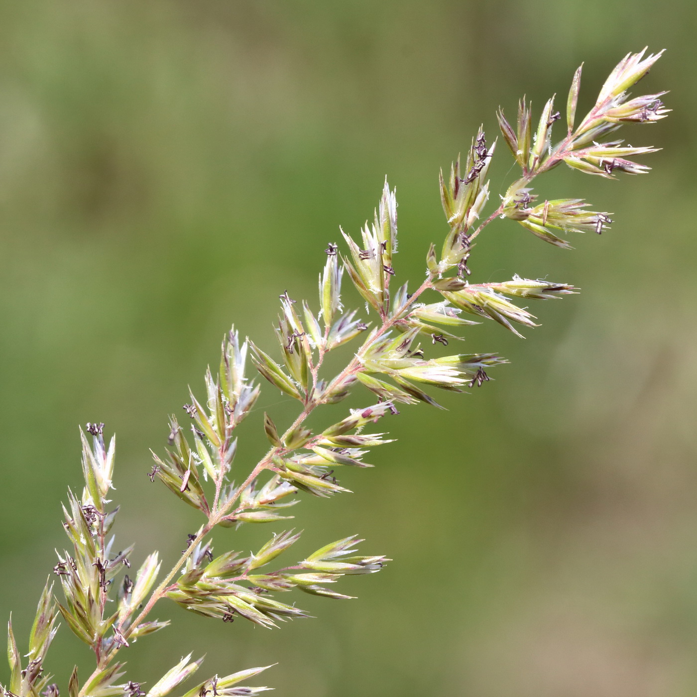 Image of Koeleria macrantha specimen.