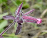 Saponaria glutinosa