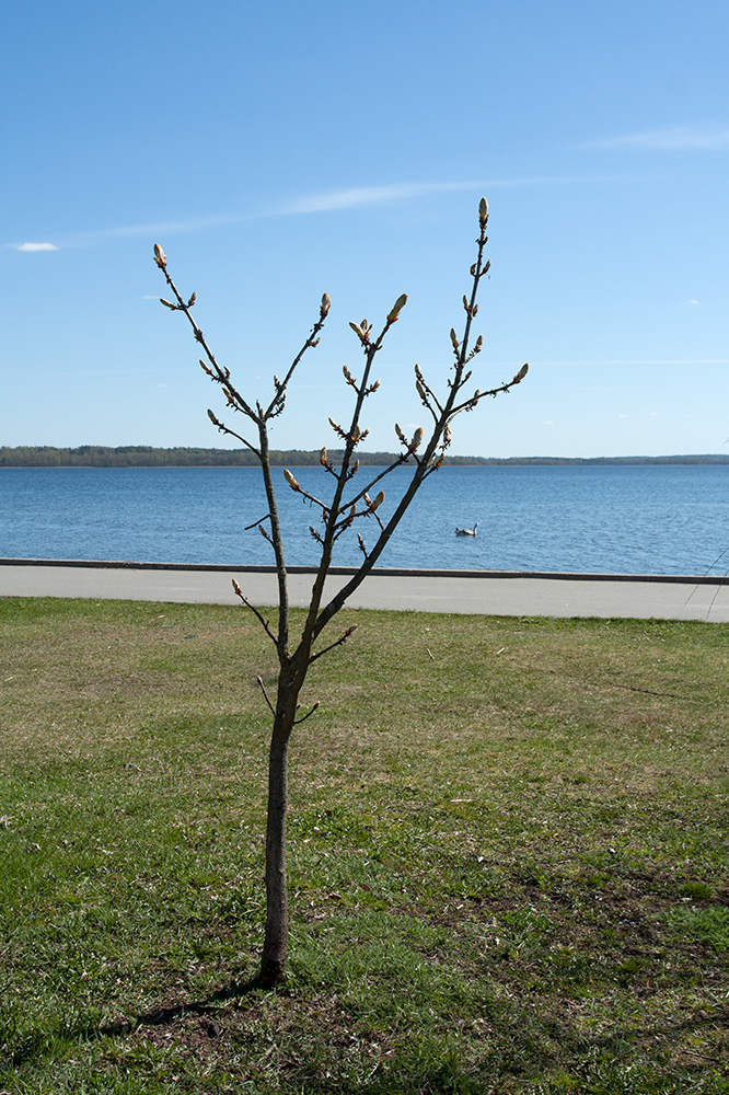 Image of Aesculus hippocastanum specimen.