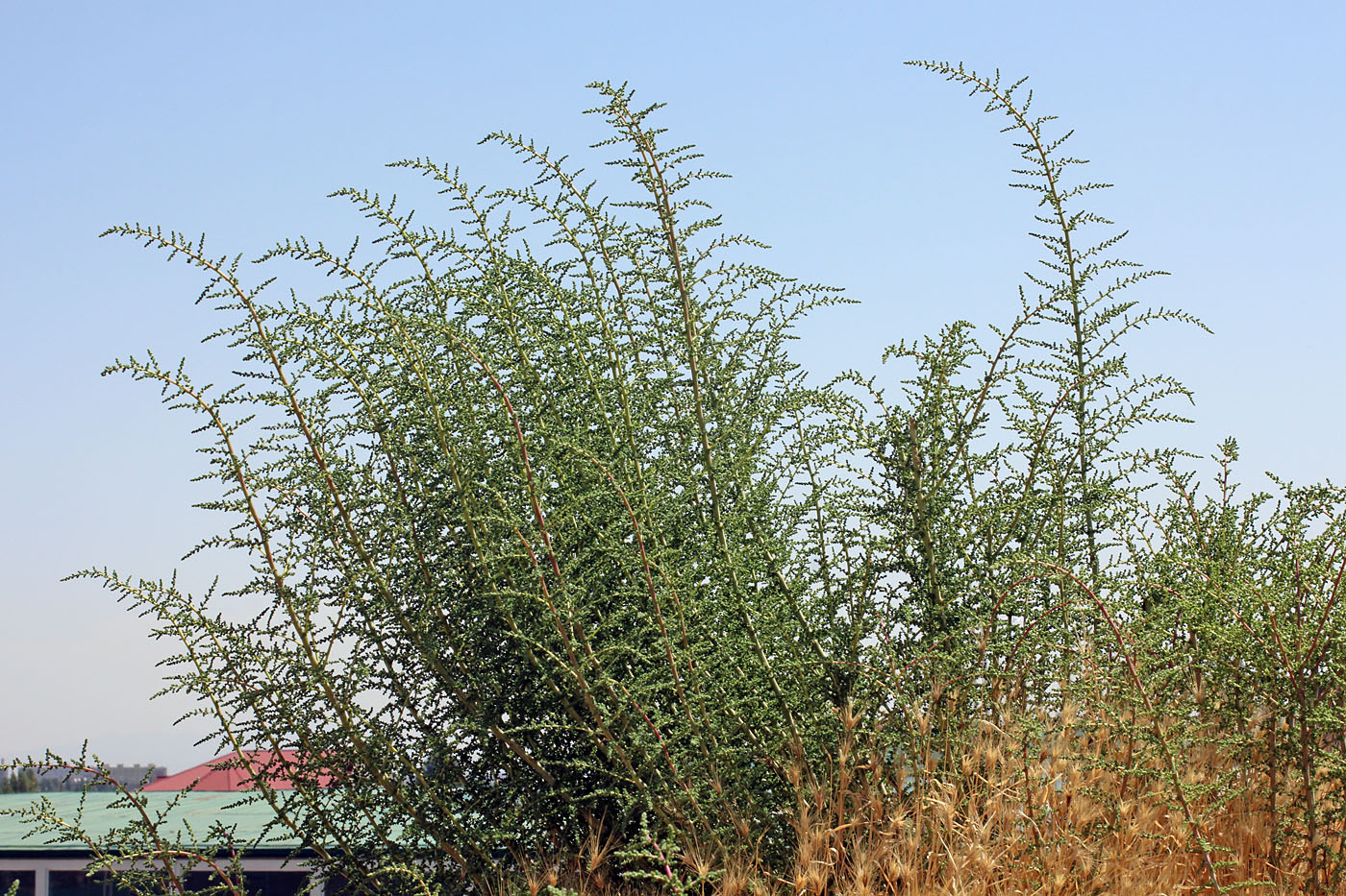 Изображение особи Salsola dendroides.