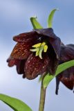 Fritillaria camschatcensis