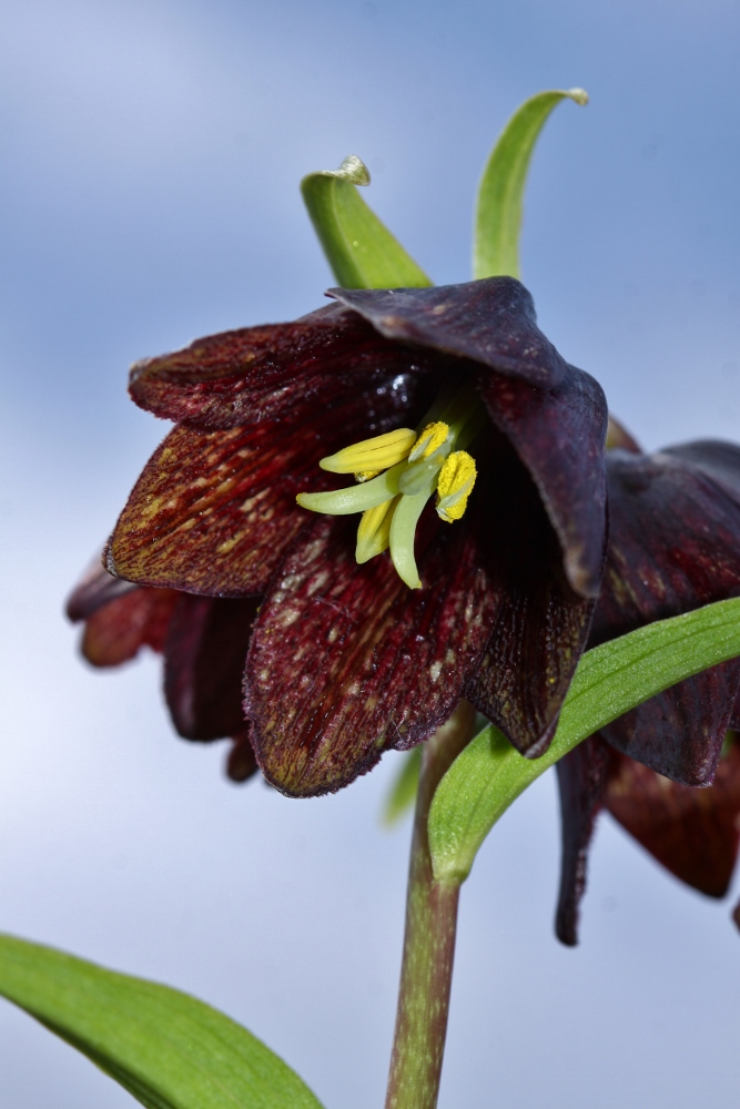 Изображение особи Fritillaria camschatcensis.