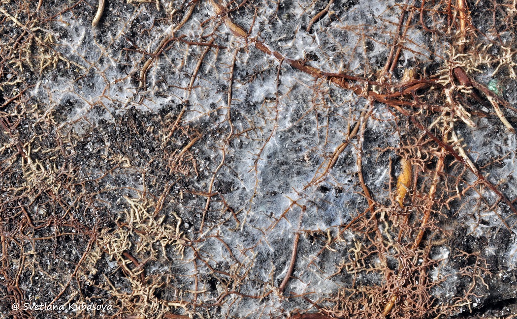 Image of Quercus robur specimen.