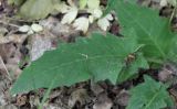 Hieracium gentile. Прикорневой лист. Воронежская обл., г. Воронеж, ООПТ Памятник природы «Ботанический сад ВГУ имени Б.М. Козо-Полянского», тропинка в лесу. 12.06.2017.
