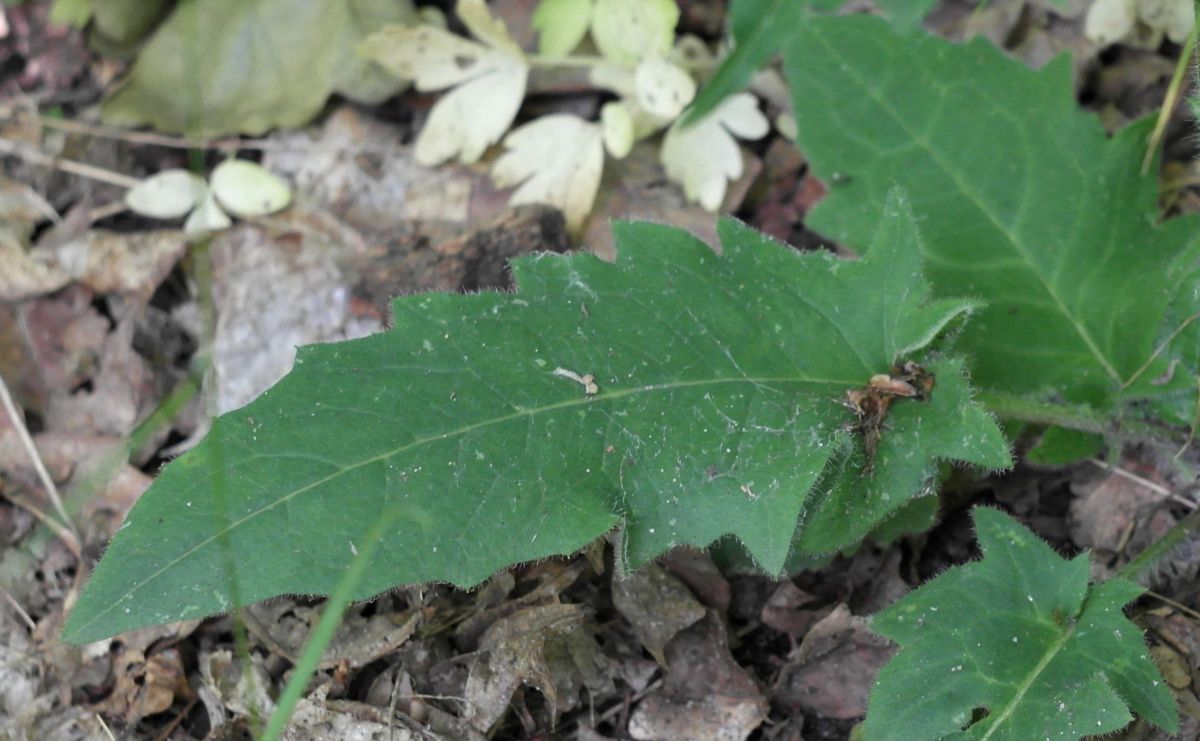 Изображение особи Hieracium gentile.