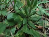 Arabis sagittata