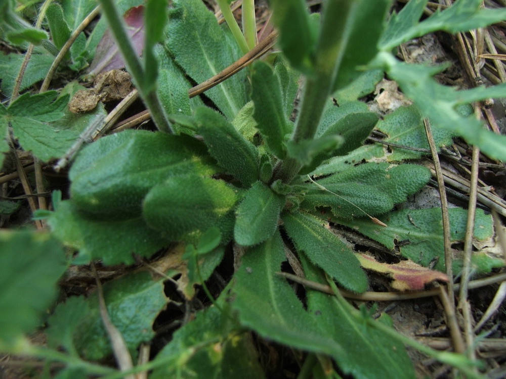 Изображение особи Arabis sagittata.