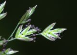 Image of taxon representative. Author is Вера Волкотруб