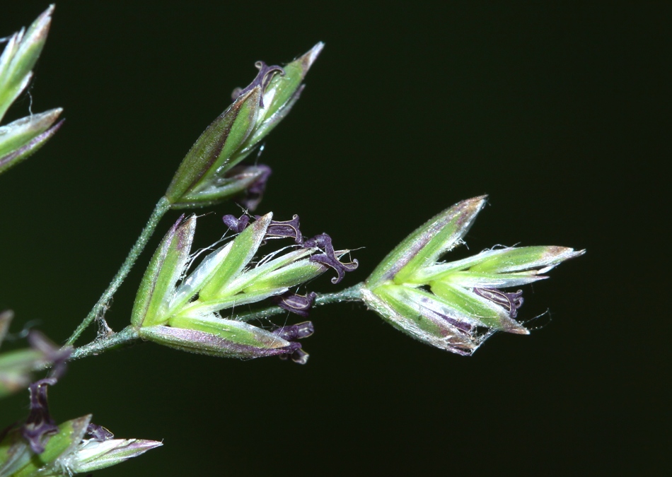 Image of Poa skvortzovii specimen.