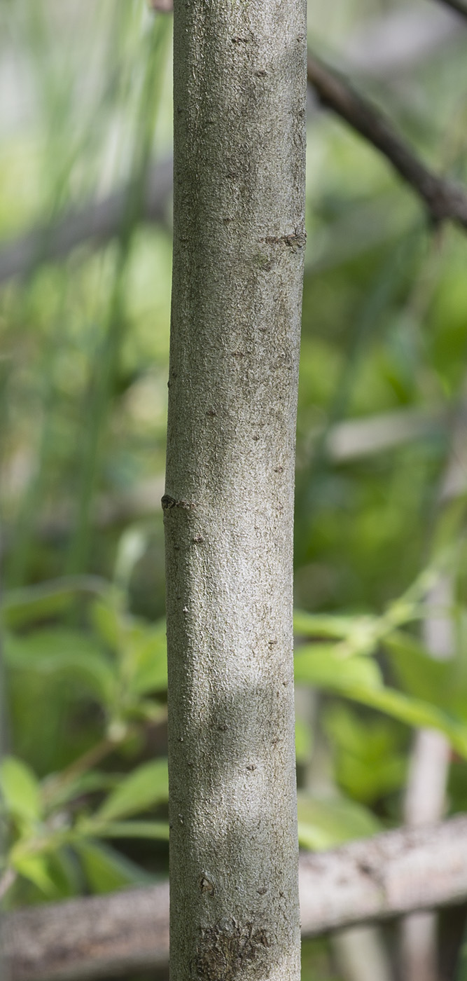 Image of Salix aurita specimen.