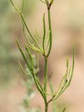 Rumex acetosella