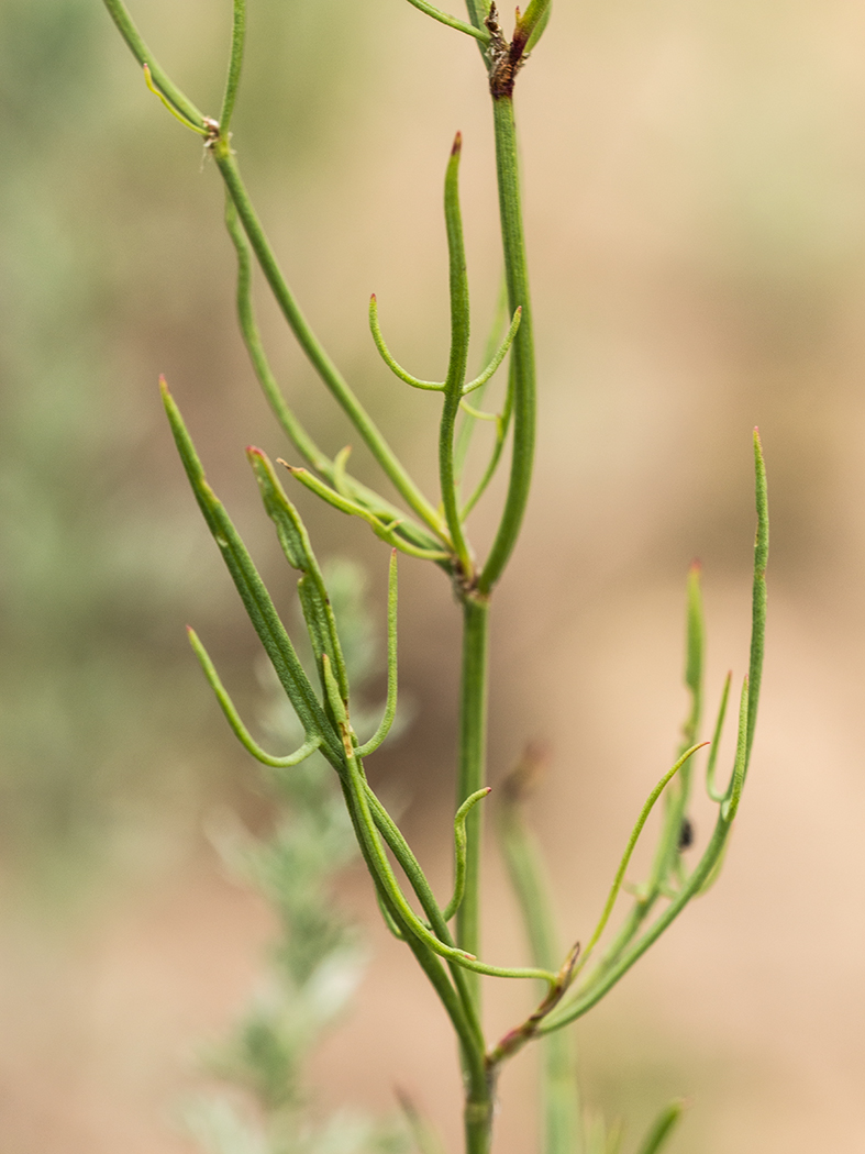 Изображение особи Rumex acetosella.