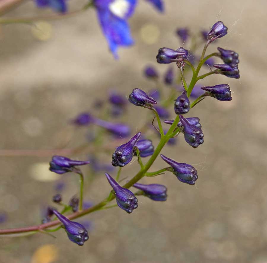 Изображение особи Delphinium &times; phoeniceum.