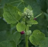 Alcea rosea