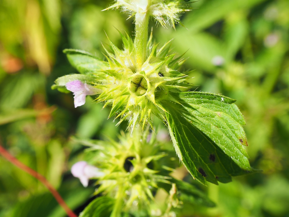 Изображение особи Galeopsis bifida.