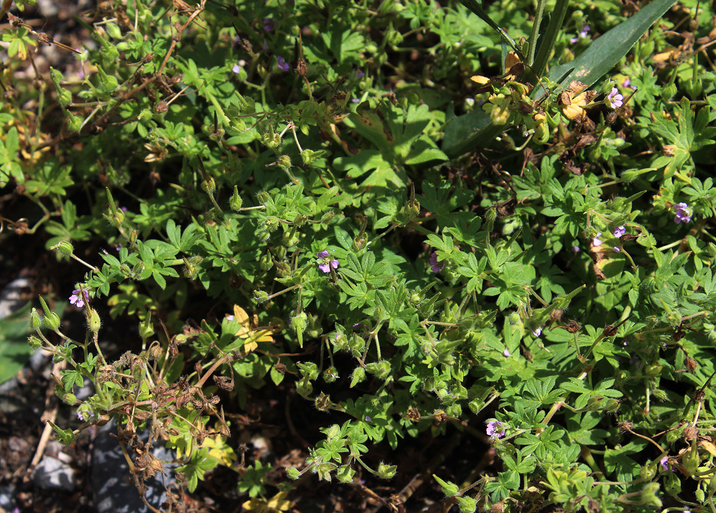 Image of Geranium pusillum specimen.