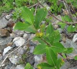 Image of taxon representative. Author is Геннадий Окатов