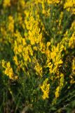 Genista tinctoria. Соцветия. Орловская обл., национальный парк \"Орловское Полесье\". 03.07.2007.