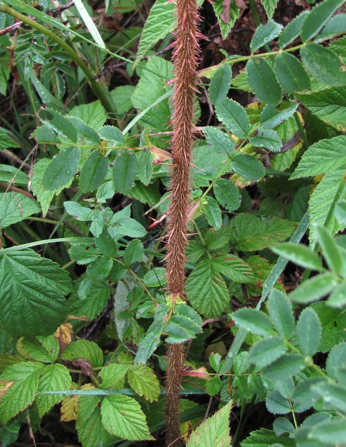 Image of Rosa spinosissima specimen.