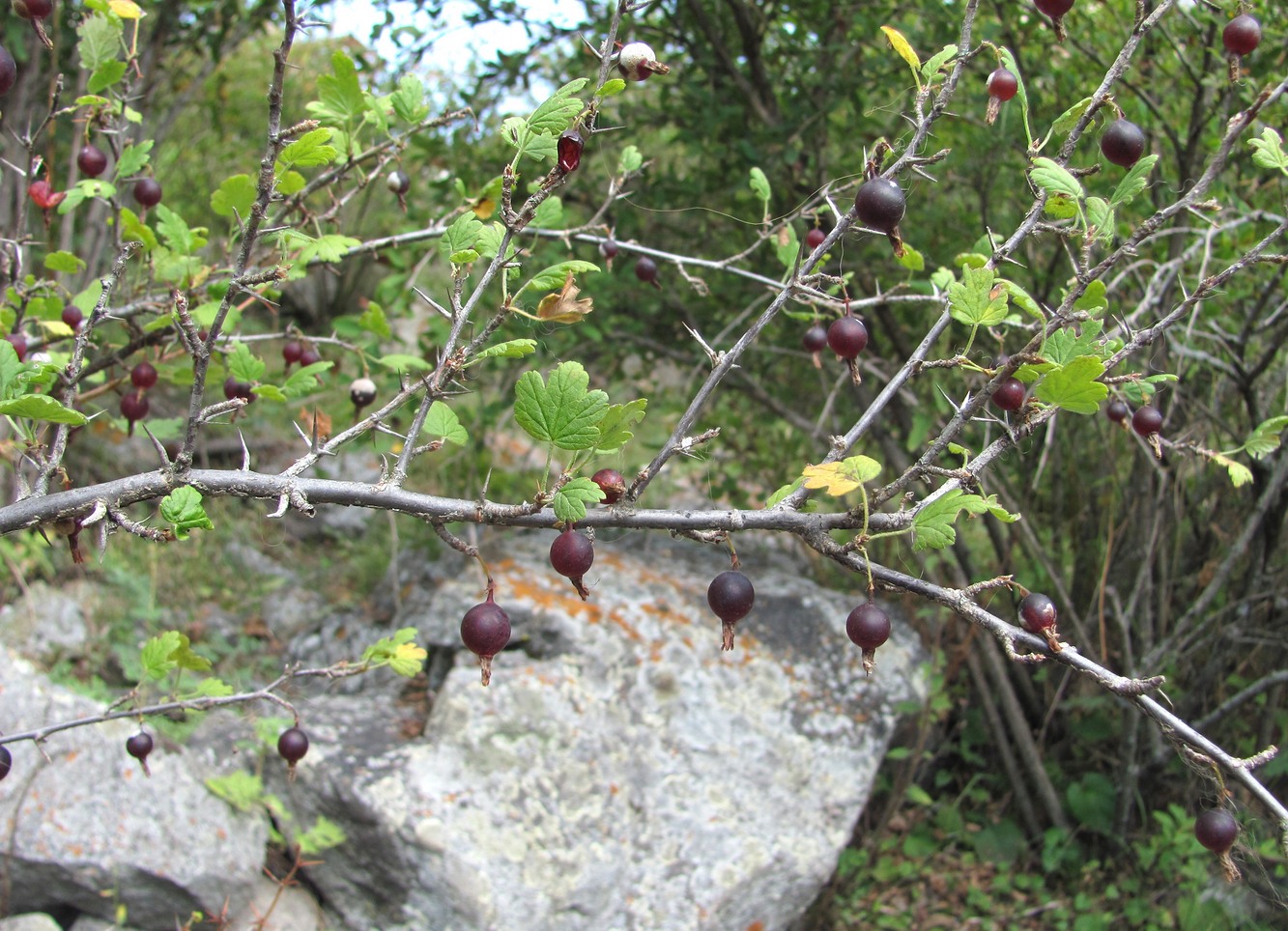 Image of Grossularia reclinata specimen.