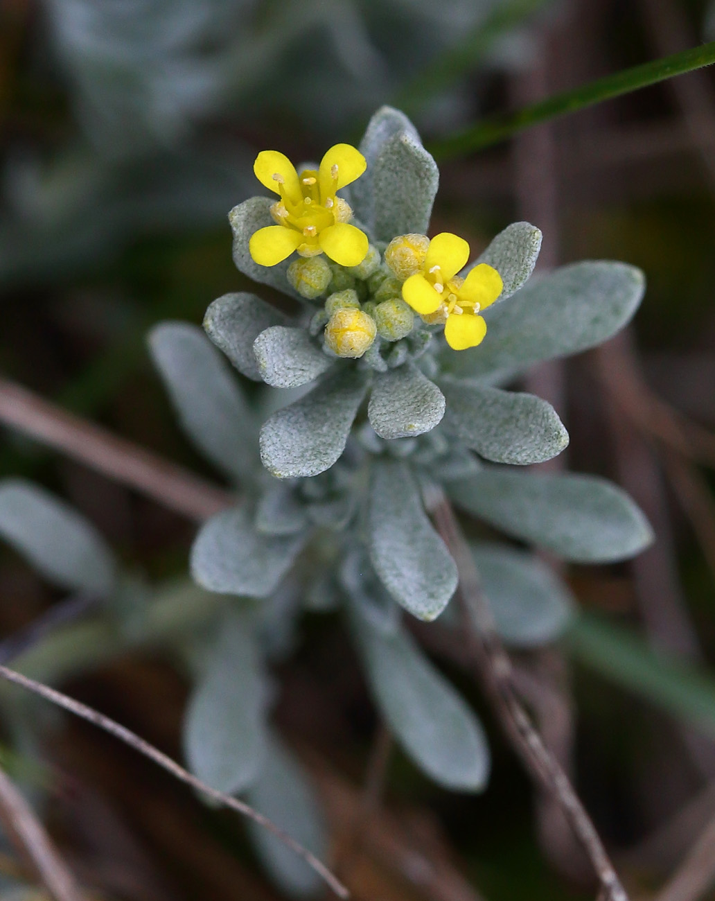 Image of Odontarrhena obovata specimen.