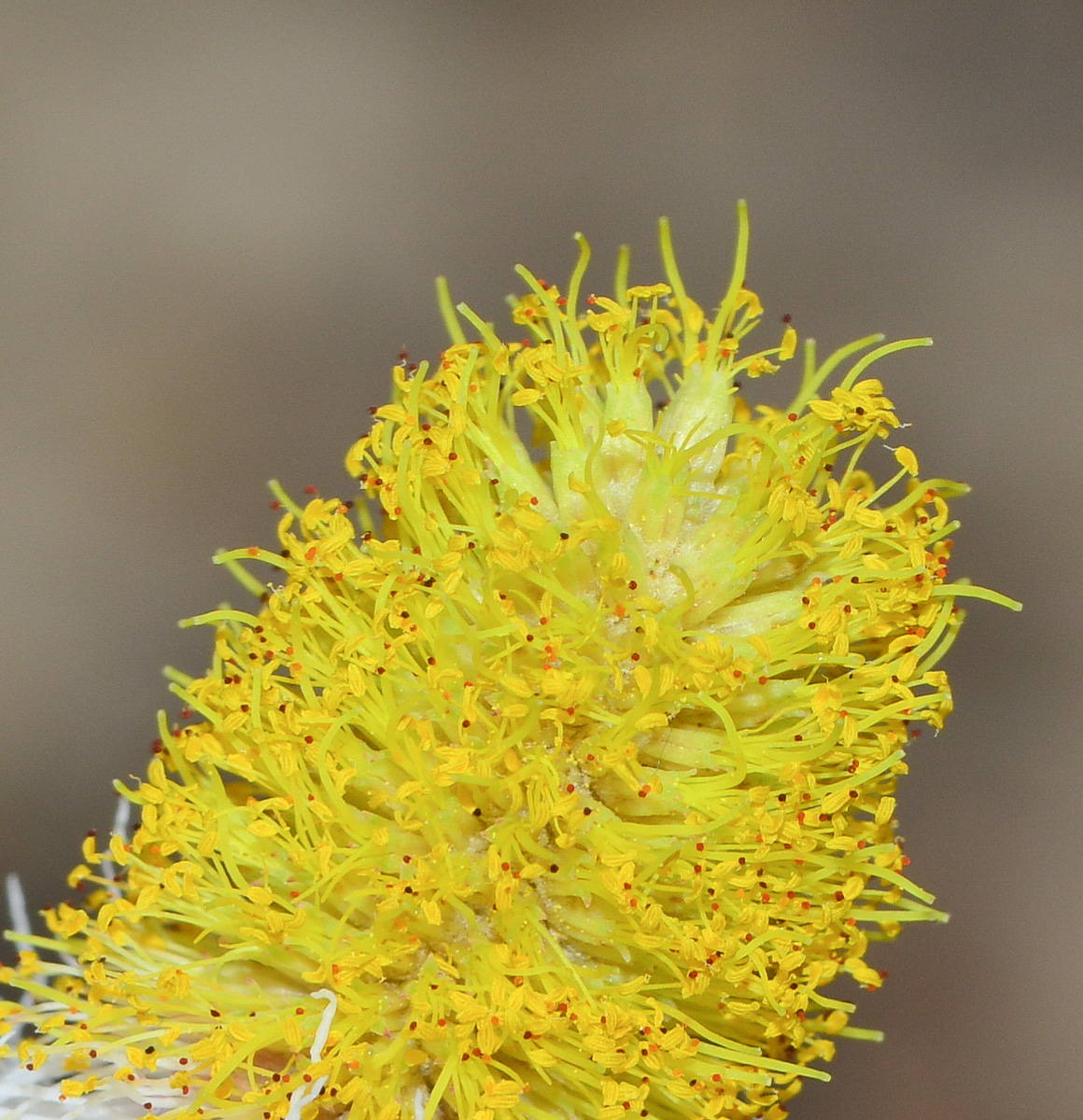 Image of Dichrostachys cinerea specimen.