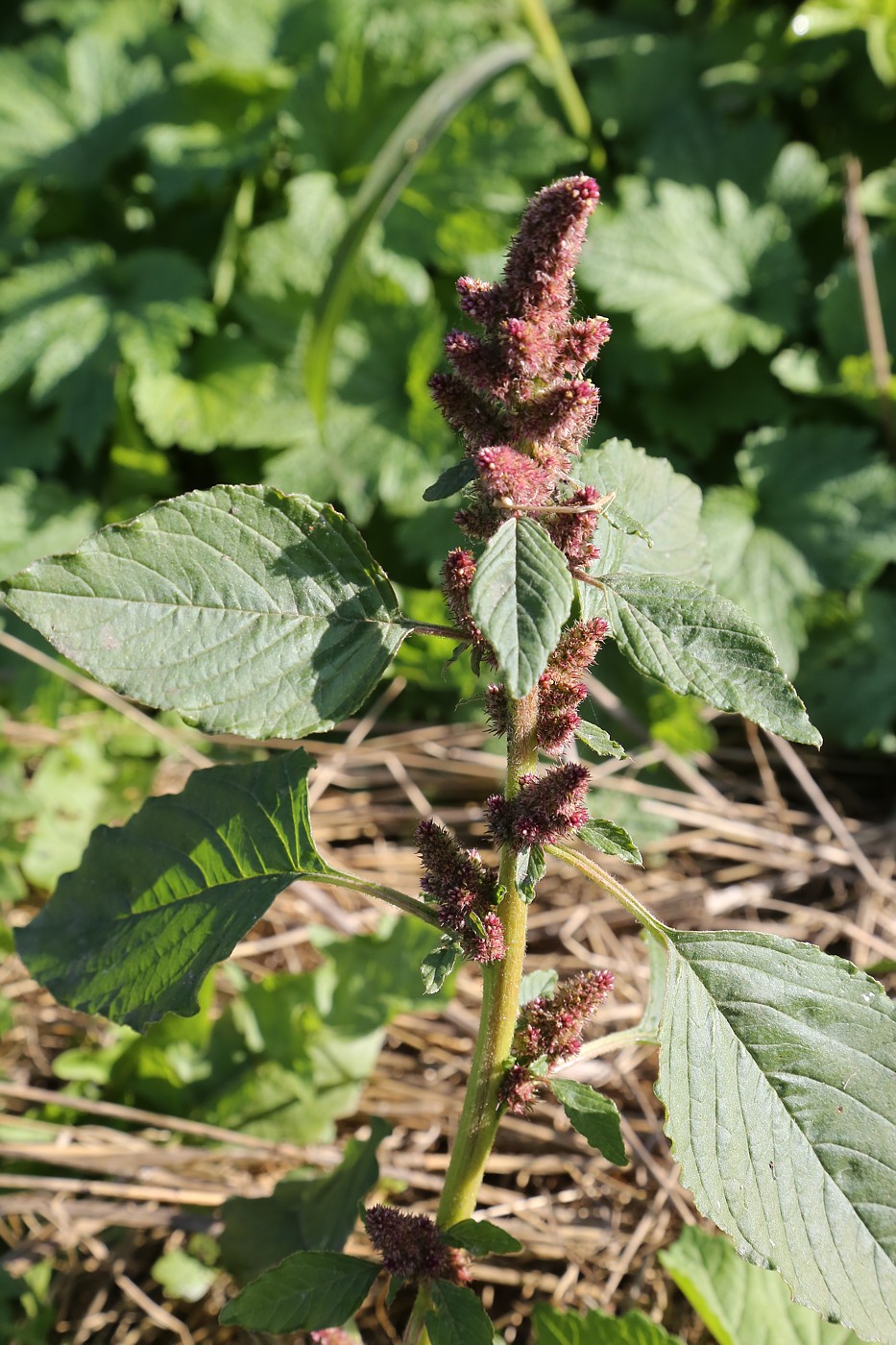 Изображение особи Amaranthus retroflexus.