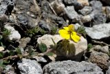 Helianthemum hymettium