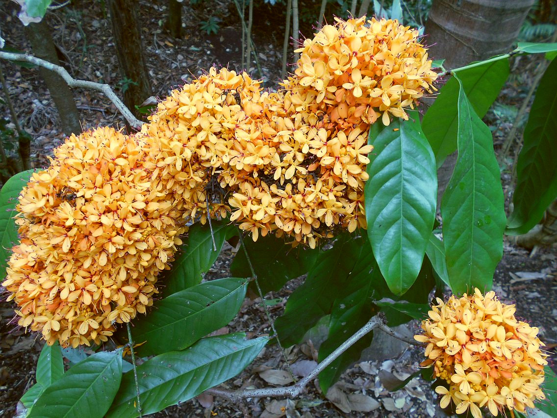 Изображение особи Saraca indica.