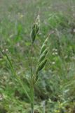 Bromus hordeaceus. Соцветие. ЮВ Крым, хр. Биюк-Янышар, гора Джан-Куторан. 30 апреля 2010 г.