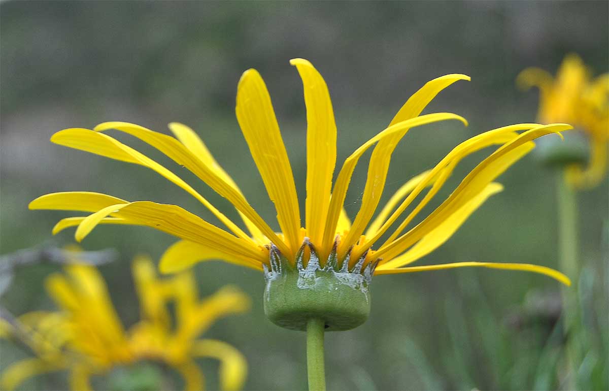 Image of Euryops speciosissimus specimen.