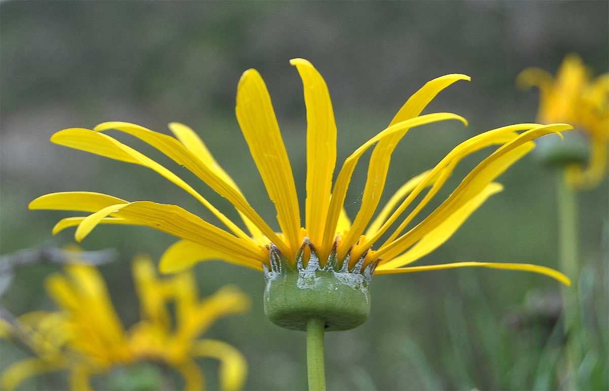 Изображение особи Euryops speciosissimus.