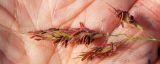 Sorghum halepense