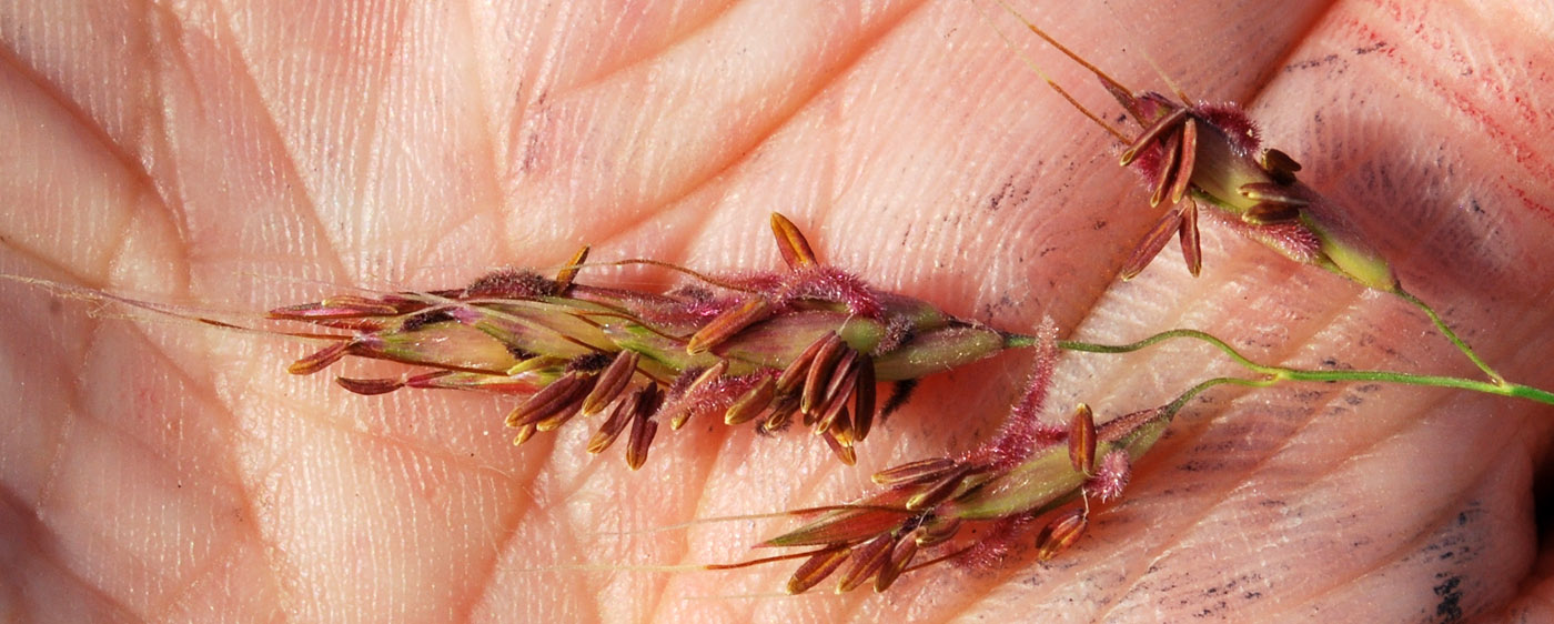 Image of Sorghum halepense specimen.