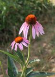 Echinacea purpurea