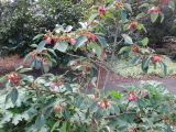 Rhodoleia championii