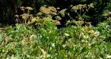 Heracleum lehmannianum. Верхушки плодоносящих растений. Узбекистан, Кашкадарьинская обл., Шахрисабзский р-н, зап. отроги Гиссарского хр., окр. кишлака Хумман, ур. Буйнак. 19.07.2013.