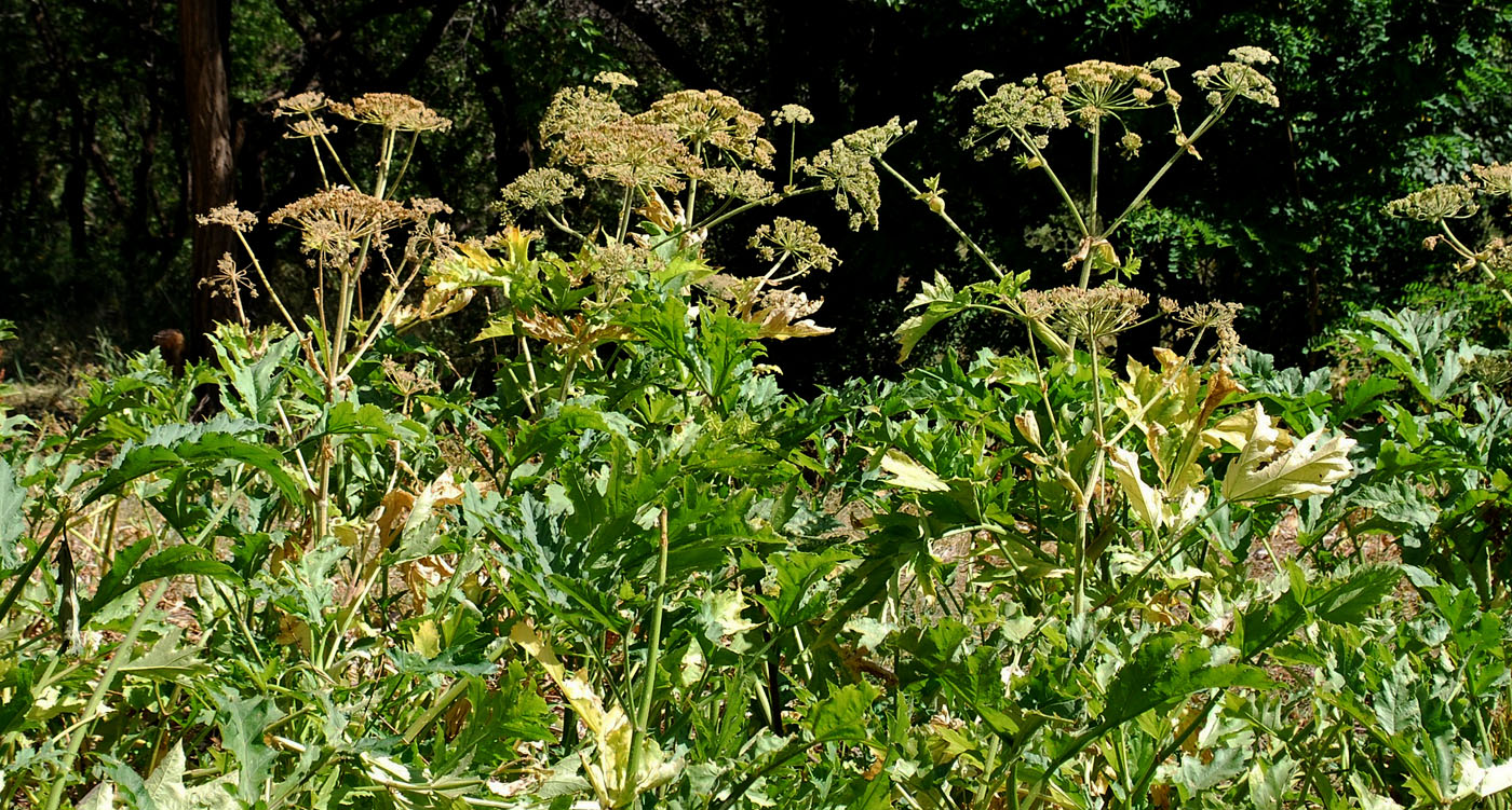 Image of Heracleum lehmannianum specimen.